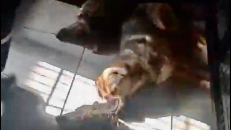 Osmangazi Belediyesi’nden hayvan katliamı!