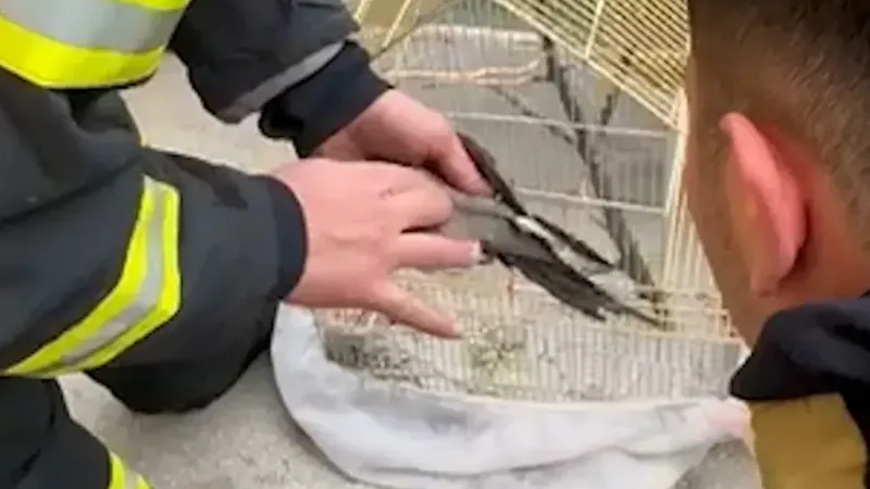 Yangın dumanından etkilenen papağana kalp masajı