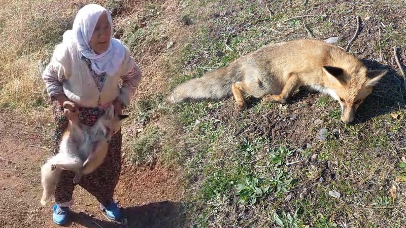 Tayyibe nine tavuklarını yiyen tilkiye suçüstü yaptı
