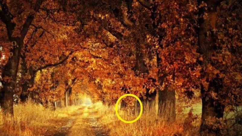 Yüksek IQ’su olanlar 9 saniyede buluyor! Ormandaki tilkiyi gördünüz mü?