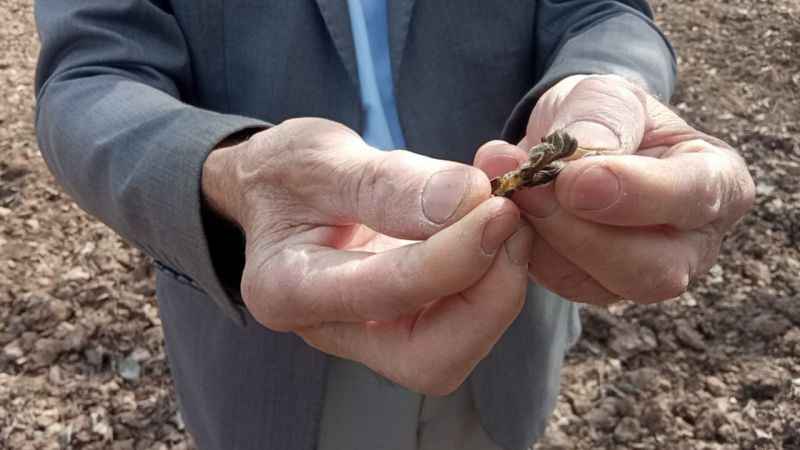 Zirai donun vurduğu ilçede meyveye ulaşmak hayal oldu: Kaybımız çok büyük