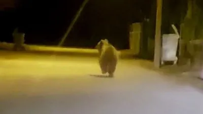 Yozgat’ta Sorgun ilçe merkezine ayı indi!