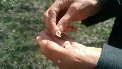 Kayısıyı don vurdu