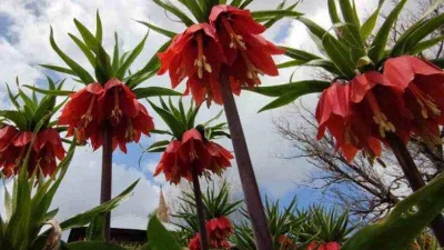 Ters lale koparana 244 bin 314 lira ceza