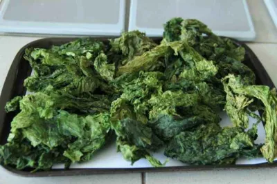 Deniz marulları enerji kaynağına dönüştü