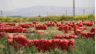 Soğanın fiyatı hızla düştü 