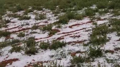 Denizli'de dolu yağışı üzüm bağlarını vurdu
