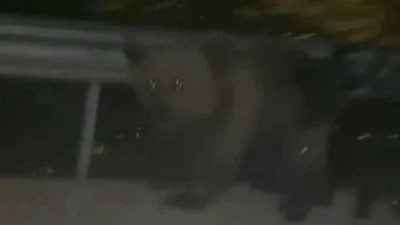 Gezmeye gittiler ayı saldırısına uğradılar