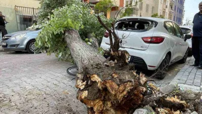 Şifa ağacı ıhlamur bu sefer öldürüyordu!