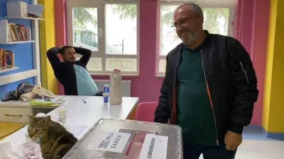 Oy sandığının başında davetsiz kedi