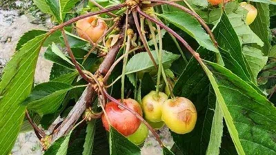 Kiraz üreticisini dolu vurdu, zarar büyük