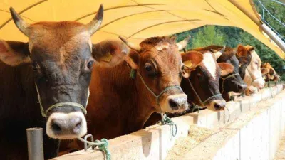 Zincir marketlerde kurbanlık satışı başladı