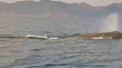 Marmaris açıklarındaki balina kameralara yansıdı