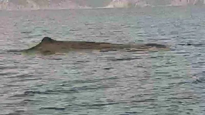 29 yıl sonra iç sularda tekrar görüldü!