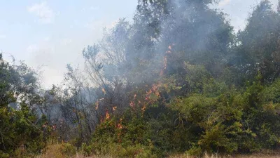 Sinop’ta yangın: 10 dönüm alan zarar gördü