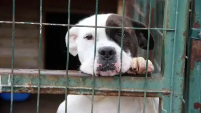 İstanbul Valiliği sahipsiz sokak hayvanlarının toplatılacağını duyurdu