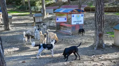 İstanbul Valiliğinden sahipsiz hayvanlar için yeni genelge