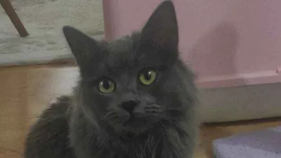 Kedinin midesinden dikiş iğnesi çıktı