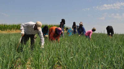 Herkes gölge ararken onlar tarlada çalışıyor