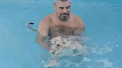 Sıcaktan bunalan aslanlar havuzda serinliyor