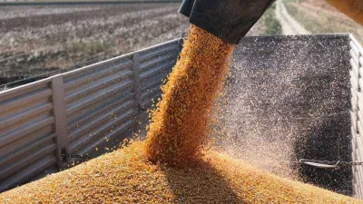 Basra sıcaklarında zorlu hasat mesaisi başladı, mısır yüz güldürdü