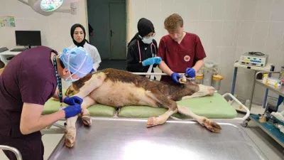 Hatalı doğum kurbanı buzağılar tedavi edildi