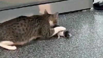 Anne kedi yavrusunu hastaneye getirdi