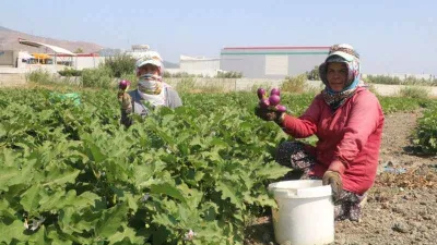 Depremzede kadınların zorlu patlıcan hasadı