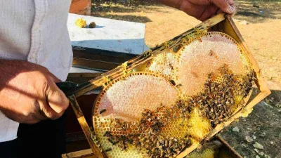 Merakla başladığı arıcılıkta, 70 kovandan binlerce kilo 