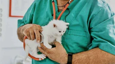 ING Türkiye’den evcil hayvanlar için Turuncu Patiler Sigortası