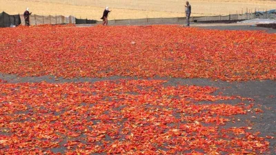Şanlıurfa’da isotun acı serüveni başladı