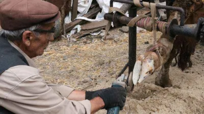 İneklere manikür - pedikür yapıyor