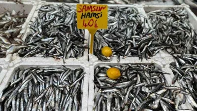 Karadeniz'de hamsi bolluğu: Kilosu 40 TL