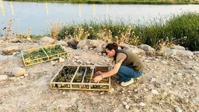 Irak'tan Şırnak’a yasa dışı yollarla getirilen bin 600 saka kuşu koruma altına alındı