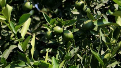 Limonda hasat başladı, verim yüzleri güldürdü