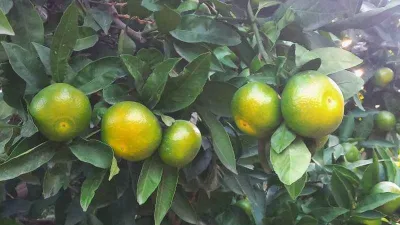 Hatay’da mandalina hasadı başladı