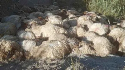 Hakkari'de kurtların saldırdığı 300 koyun birbirini ezerek telef oldu