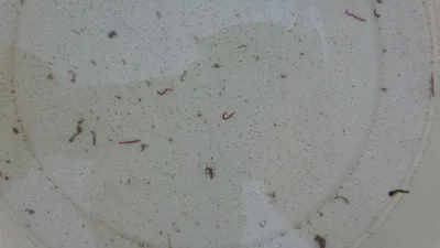 Adıyaman'da musluklardan kurtçuk aktı