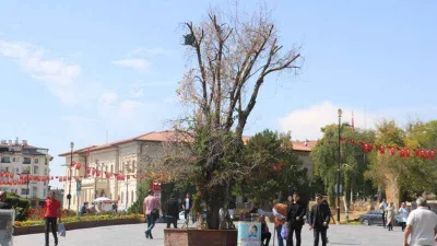 Sivas'ın sembolü ‘Tek Ağaç’ kurudu