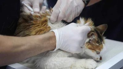 Muğla’da 62 bin 63 evcil hayvana mikroçip takıldı