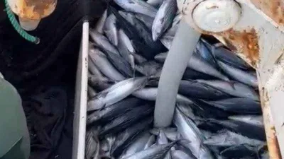 Çanakkale Boğazı’nda torik bereketi