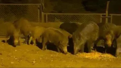 Eyüpsultan'da domuz sürüsü yol kenarına indi