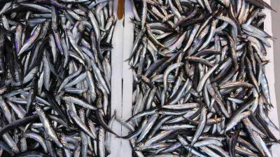 Yeni sezonda hamsi ihracatından 2 milyon dolara yakın döviz girdisi