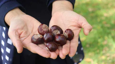 Parklardaki at kestaneleri tehlike oluşturabilir