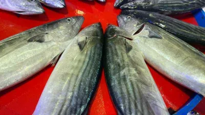 Palamut ilk kez kendini gösterdi