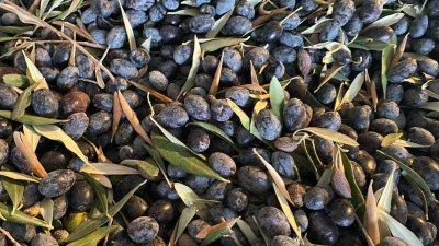 Bodrum’da Dilmit Zeytini Şenliği