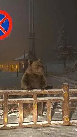 Kış uykusuna yatamayan ayılar, günübirlikçilere saldırdı