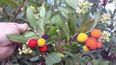 Dağ çileği, cilt siğillerinin iyileşmesine yardımcı oluyor