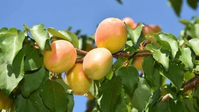 Kayısı deprem bölgesi Malatya'yı sevindirdi