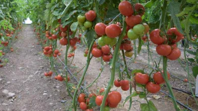 Günlük 666 TL'ye çalışacak işçi yok